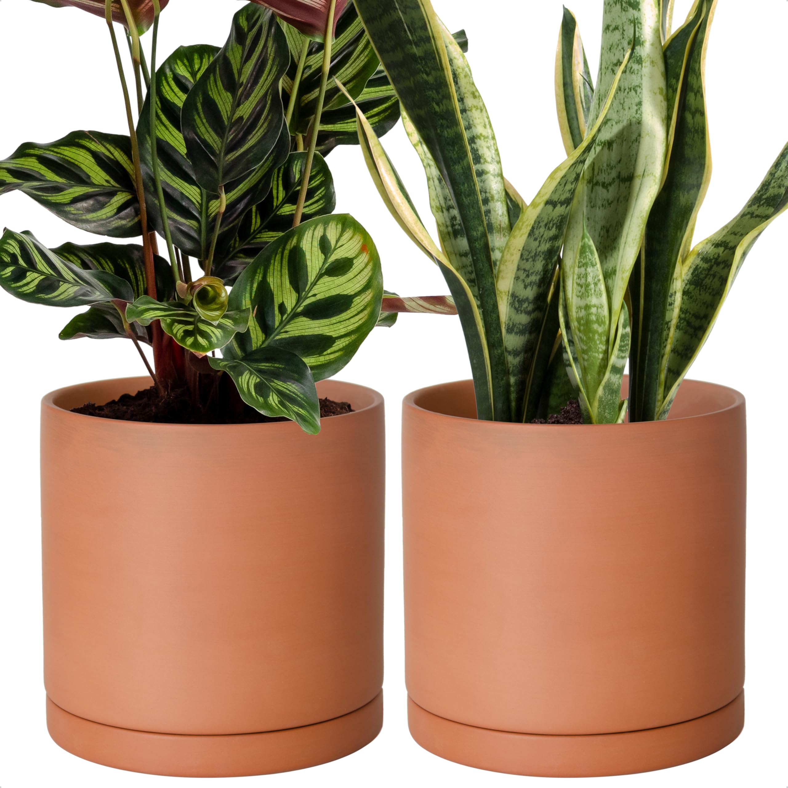 Amazon.com : D'vine Dev 2-Pack Terracotta Plant Pots with Saucers